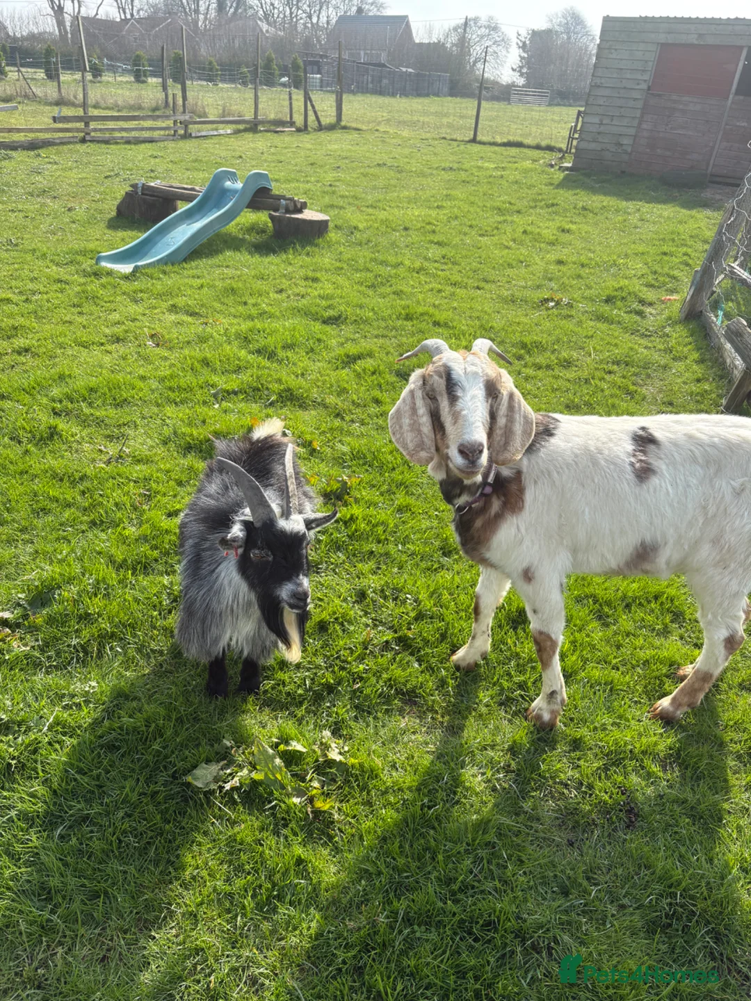 Goats livestock for sale: Male Pygmy and female Boer cross  in Alton - Advert 1