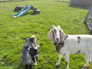 Goats livestock Male Pygmy and female Boer cross - Advert 9