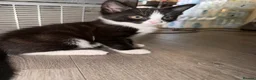 Mixed Breed cats for sale: 🐾 2 Kittens for Sale – Male & Female, Ready Now - Advert 12