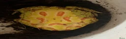 Frog reptiles for sale: Pac-Man frogs cb26  - Advert 13