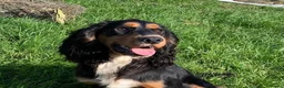 Cocker Spaniel dogs for stud: ROO KC dna clear ☑️ tri cocker spaniel in Blaydon-on-Tyne - Advert 2