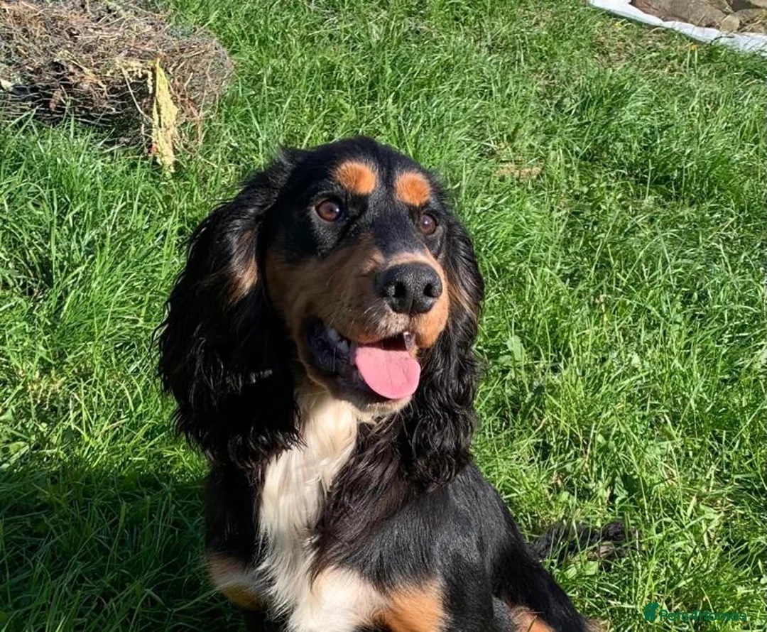 Cocker Spaniel dogs for stud: ROO KC dna clear ☑️ tri cocker spaniel in Blaydon-on-Tyne - Advert 2