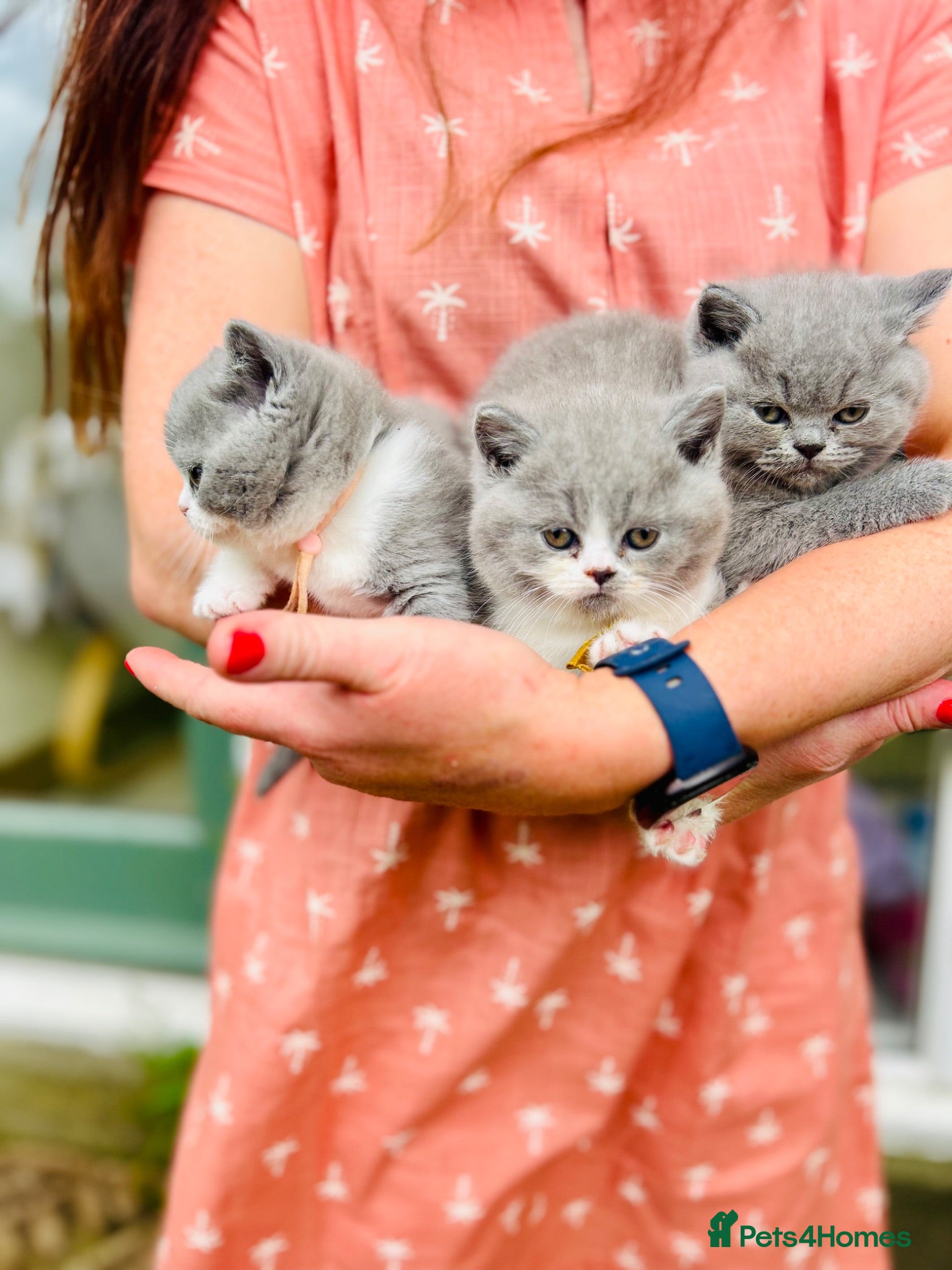 British Shorthair cats for sale: GCCF BSH Kitten  - 1 Blue Girl  - Advert 3