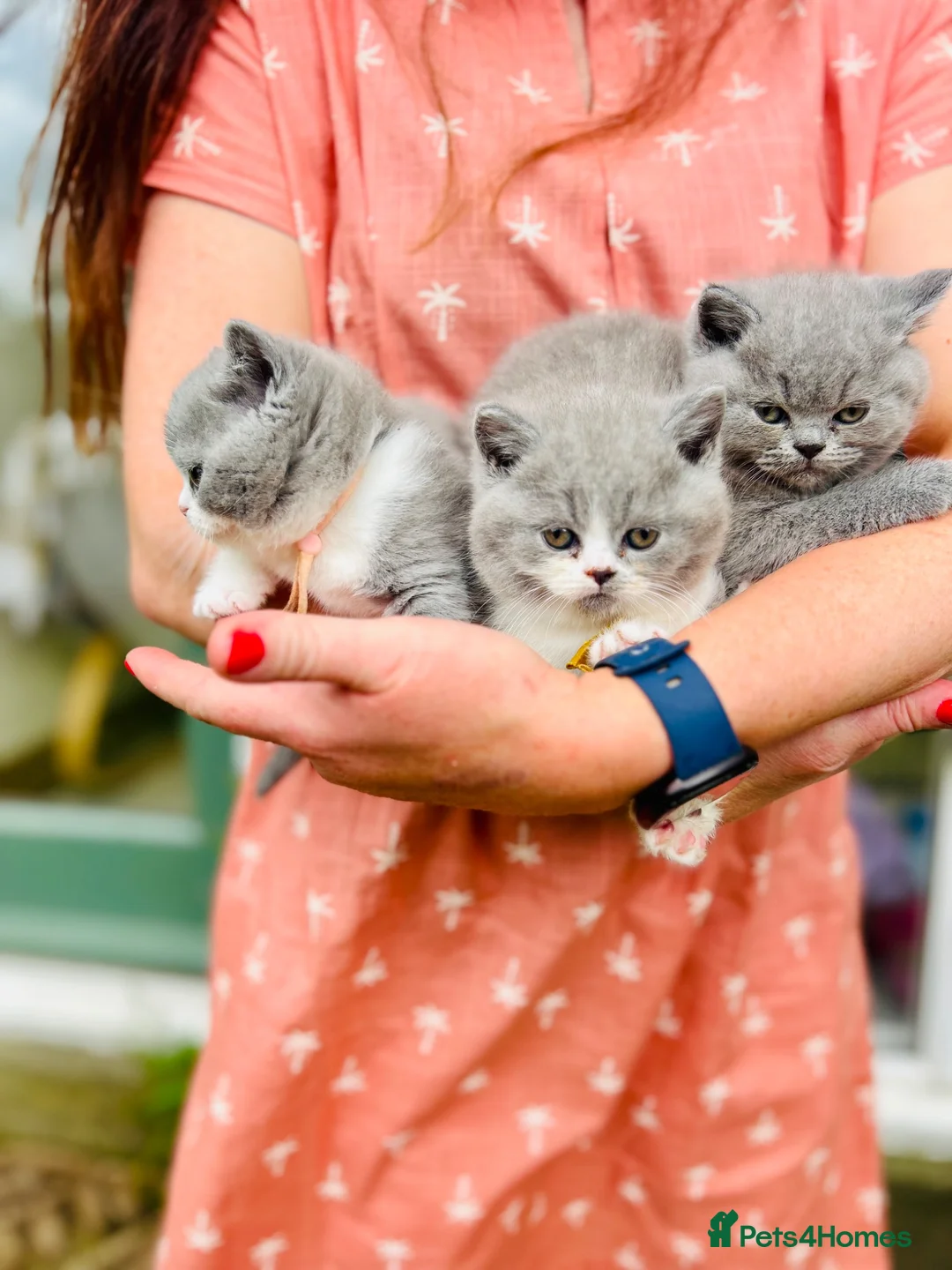 British Shorthair cats for sale: GCCF BSH Kitten  - 1 Blue Girl  - Advert 1