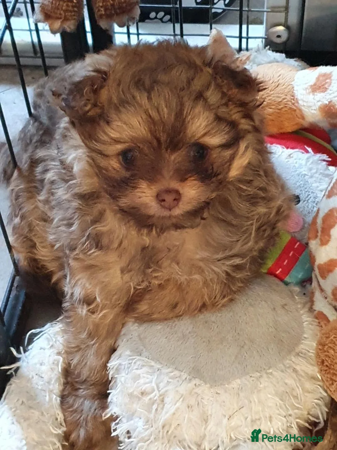 Toy Poodle dogs for stud: Tiny kc reg chocolate toy poodle.STUD ONLY! in Lincoln - Advert 13