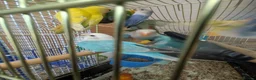 Lovebirds birds for sale: Baby Love Birds🦜 in Flint - Advert 11