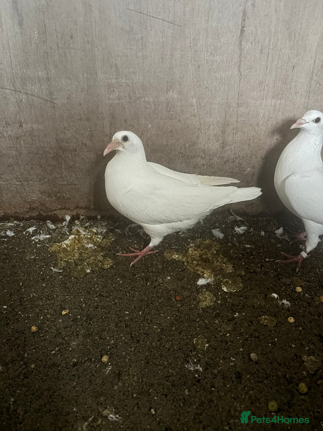 Pigeons birds for sale: White Logan pigeons  - Advert 1
