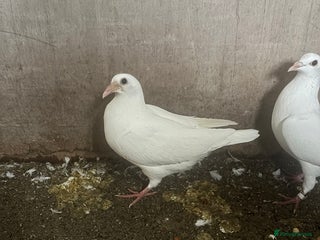 Pigeons birds White Logan pigeons - Advert 2