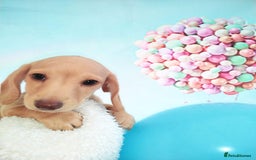 Miniature Dachshund dogs for sale: MINI CREAM DACHSHUND💥READY TO GO💥PRA CLEAR - Image 29