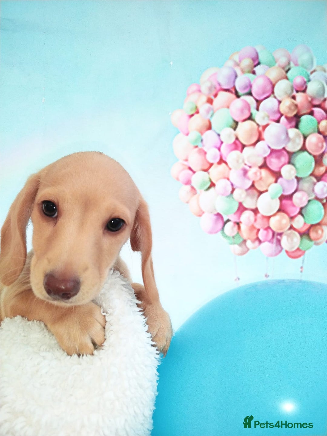 Miniature Dachshund dogs for sale: MINI CREAM DACHSHUND💥READY TO GO💥PRA CLEAR - Image 29