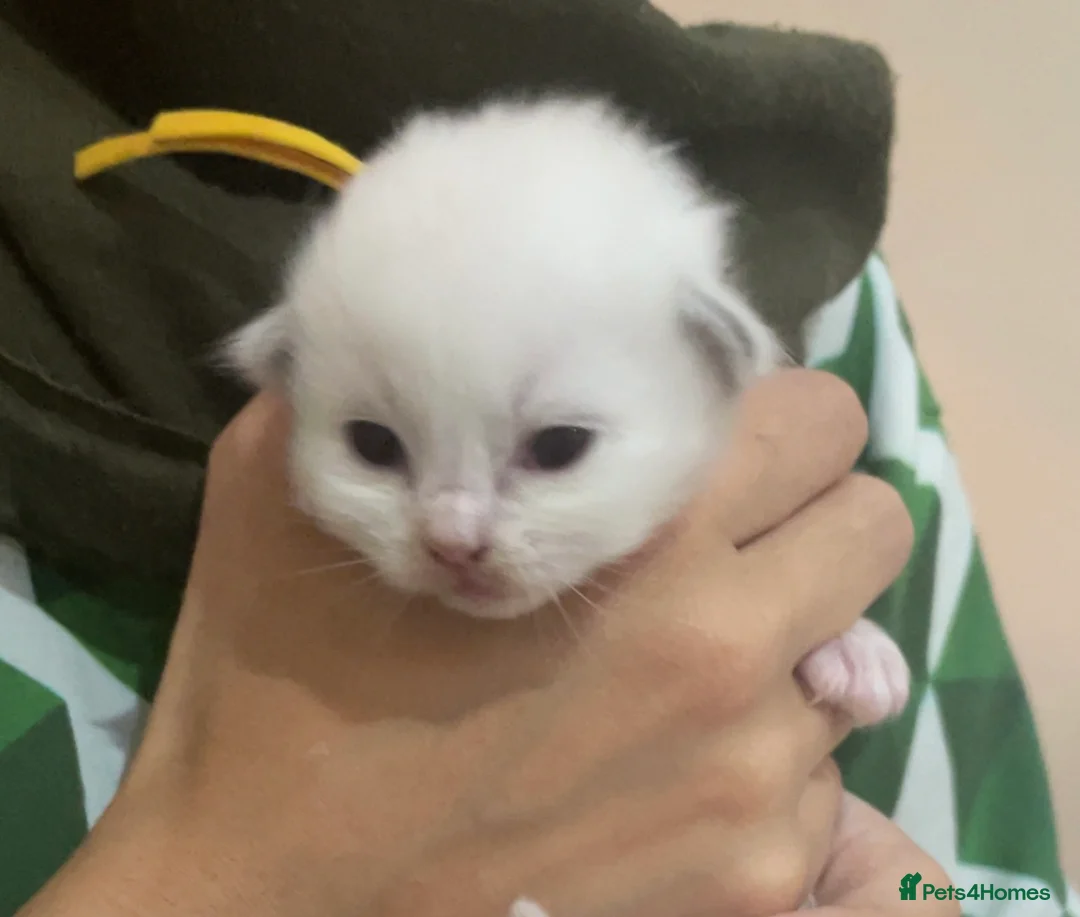 Ragdoll cats for sale:  Gorgeous Bicolour Kittens - Advert 8