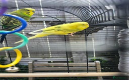 Budgerigars birds for sale: 2 coupled budgies+ cage - Image 4