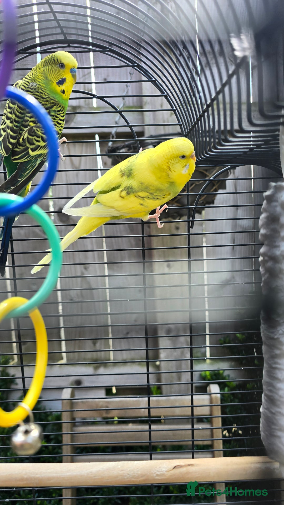 Budgerigars birds for sale: 2 coupled budgies+ cage - Image 4