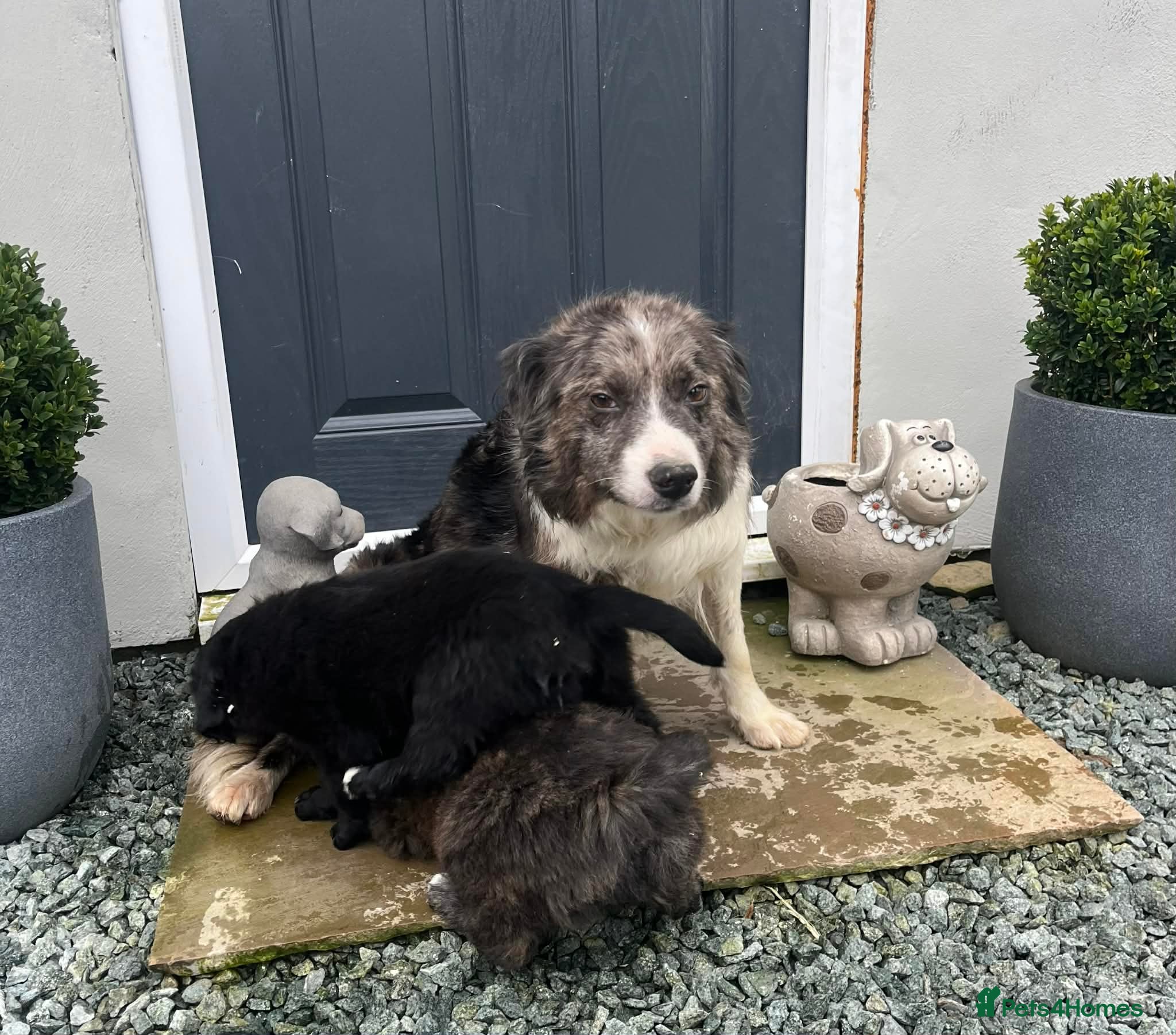 Golden Retriever dogs Fully Trained Golden Retriever x Border Collies - Advert 2