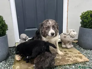 Golden Retriever dogs Fully Trained Golden Retriever x Border Collies - Advert 2