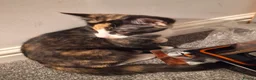 Mixed Breed cats for sale: Four gorgeous kittens  in Wimborne - Advert 3