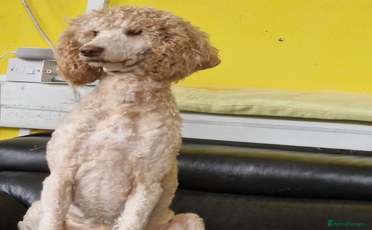 Standard Poodle dogs - Advert 1