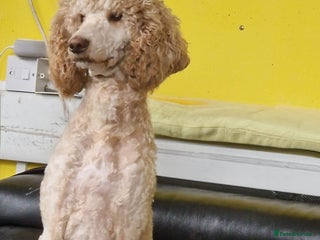 Standard Poodle dogs - Advert 2