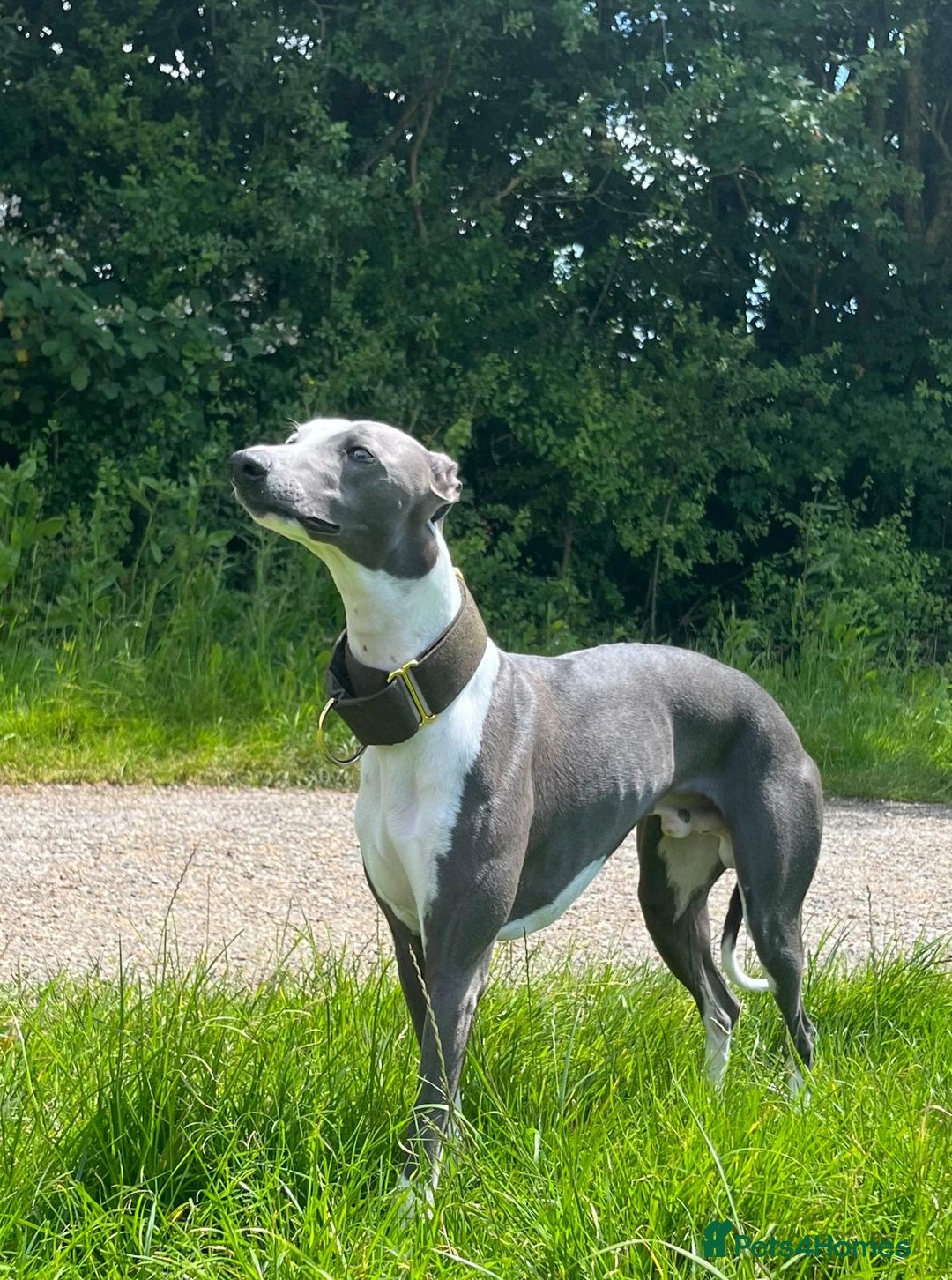 Whippet dogs for stud: Whippet For Stud in Eastbourne - Advert 3