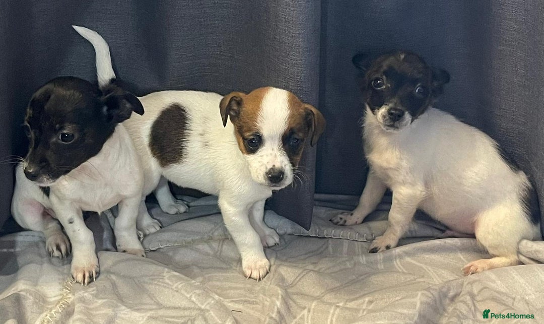 Jack Russell dogs for sale: Miniature jack Russell puppies  - Advert 3