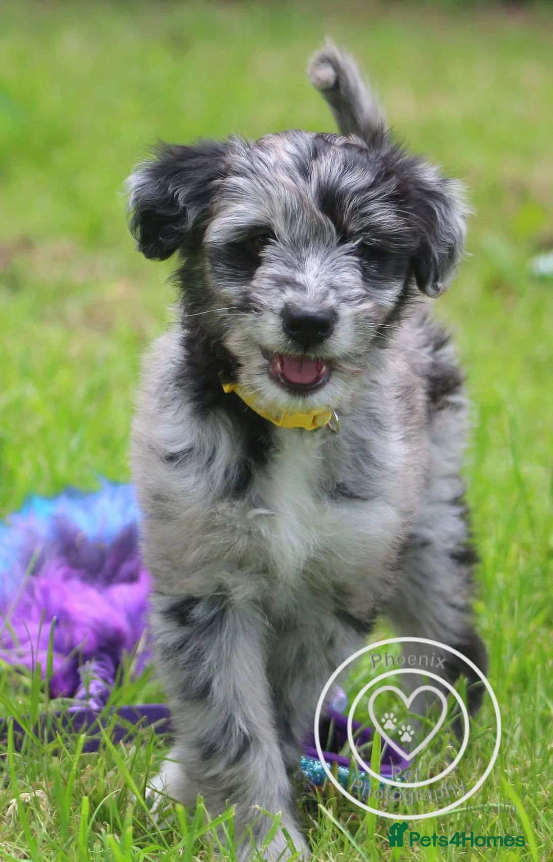 Mixed Breed dogs for sale: ☀️🌙Waiting list open🌙☀️ - Advert 25