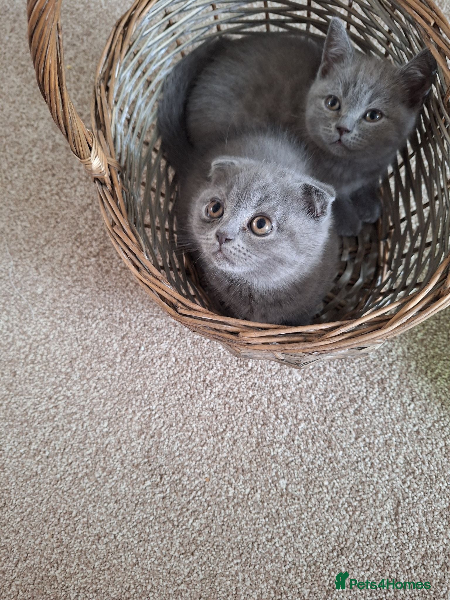Scottish Fold cats Scotish fold kittens for sale - Advert 2