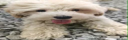 Maltipoo dogs for sale: F1 Maltipoo Puppies For Sale  - Advert 17