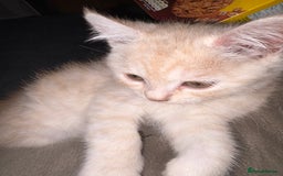 Persian cats for sale: Persians kittens  - Advert 13
