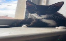 Domestic Shorthair cats for sale: Black Kitten Needs New Home  - Image 4