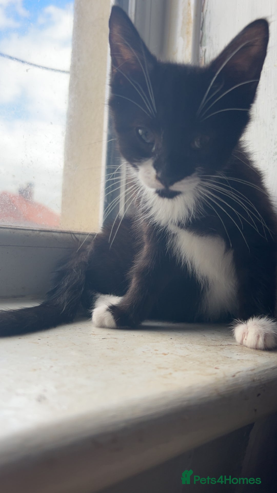 Domestic Shorthair cats for sale: Black Kitten Needs New Home  - Image 4