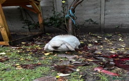 Mini Lop rabbits for sale: Two female rabbits  - Image 2