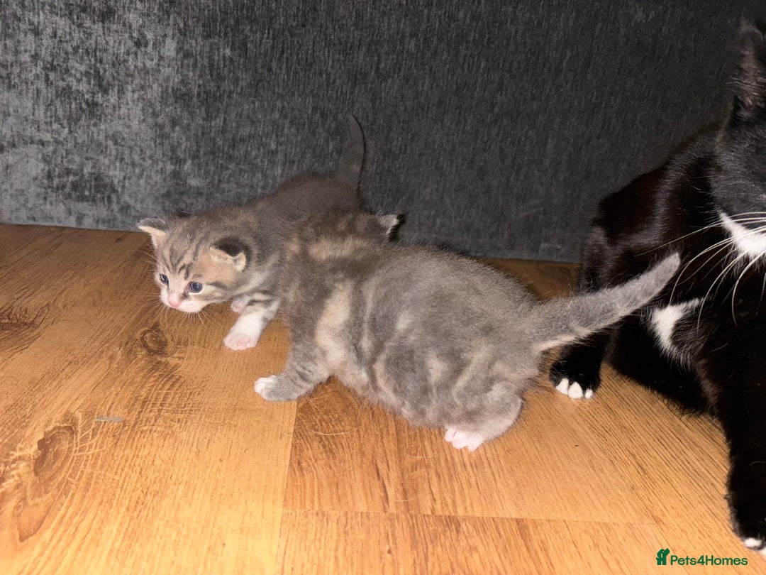 Mixed Breed cats for sale: 2 Grey (blue) and one darker tabby kittens  - Advert 10