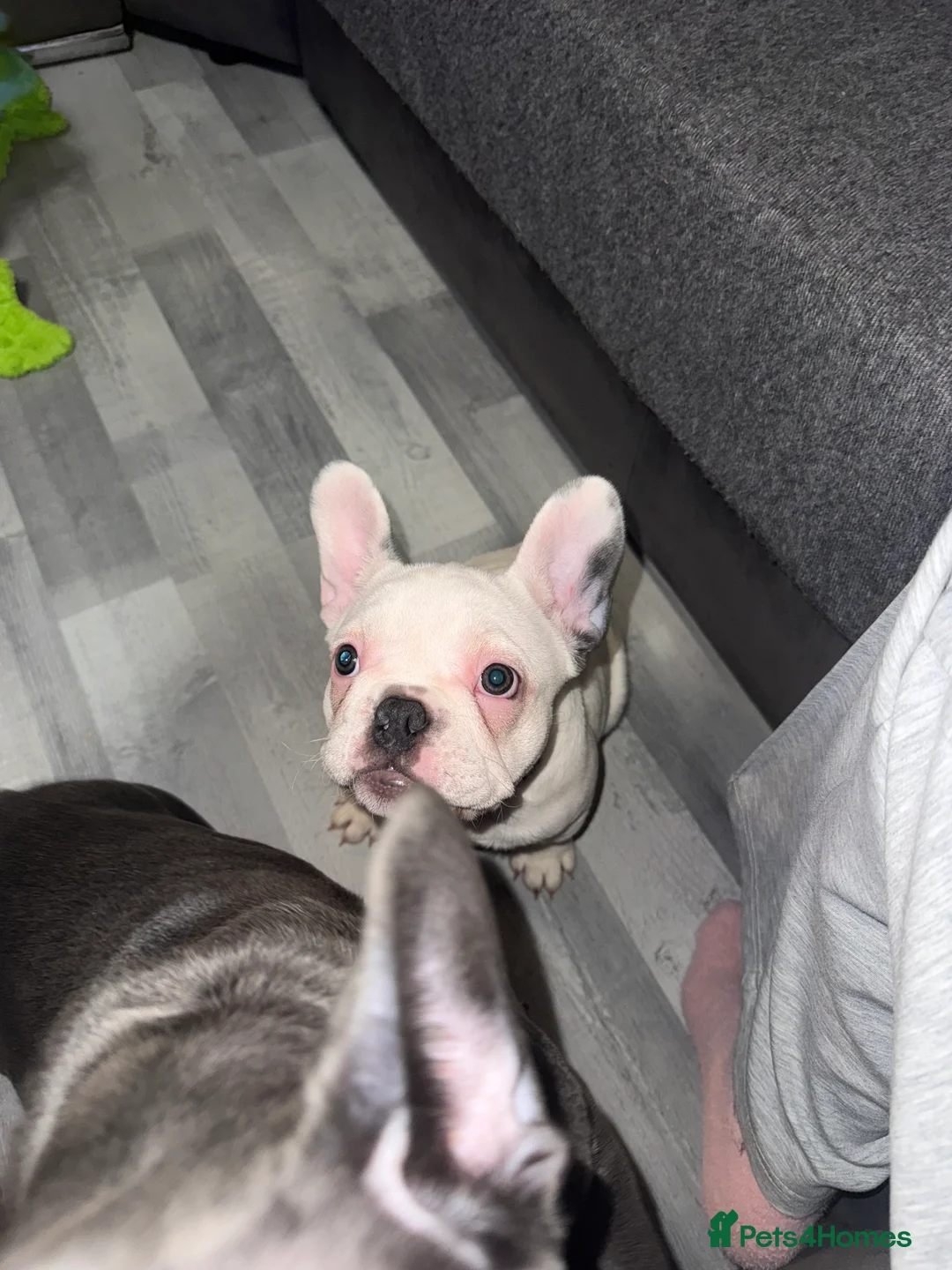 French Bulldog dogs for sale: 2 female French Bulldog –14 weeks old💙 🐾 - Advert 15
