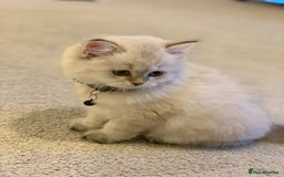 Siberian cats for sale: Playful 9-Week-Old Siberian Kitten for Sale 🐾 - Image 2