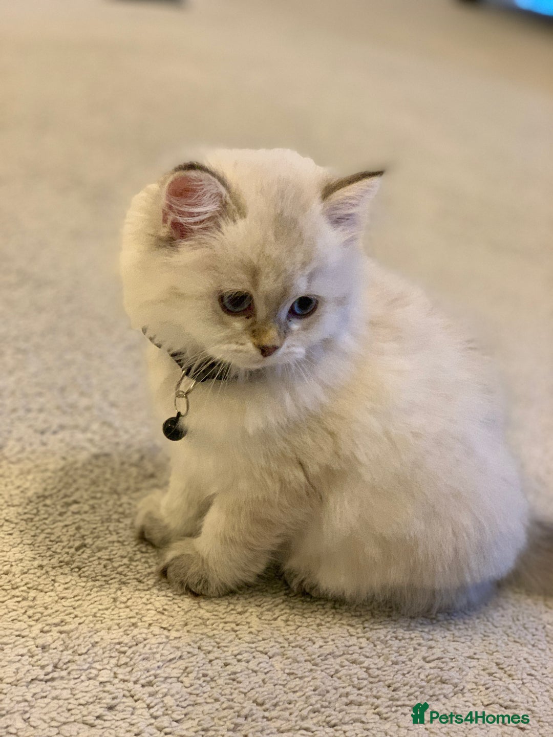 Siberian cats for sale: Playful 9-Week-Old Siberian Kitten for Sale 🐾 - Image 2