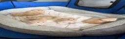Ragdoll cats for sale: Unique Giant Fawn Ragdoll X Maine Coon Kittens  - Advert 4