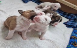 English Bull Terrier dogs for sale: English bull terrier puppies KC registered  - Image 1
