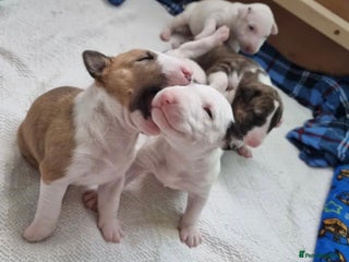 English Bull Terrier dogs - Advert 1