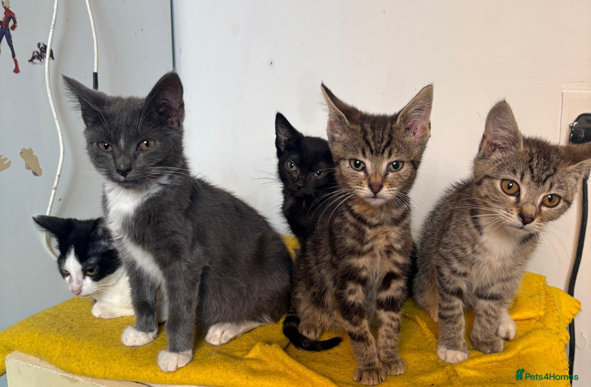 Mixed Breed cats Little ones are looking for loving home - Advert 1