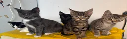 Mixed Breed cats for sale: Little ones are looking for loving home - Advert 1