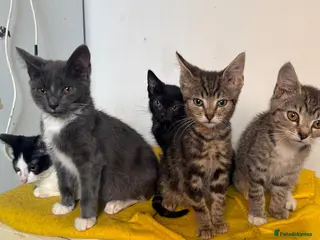 Mixed Breed cats Little ones are looking for loving home - Advert 1