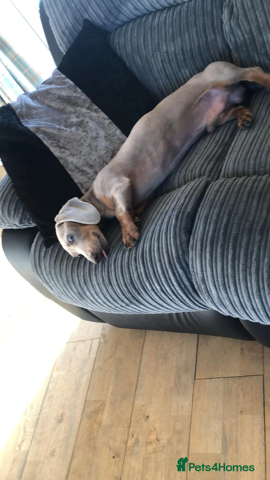 Dachshund dogs for sale: Milo Age 4 (16 Feb) - Advert 4