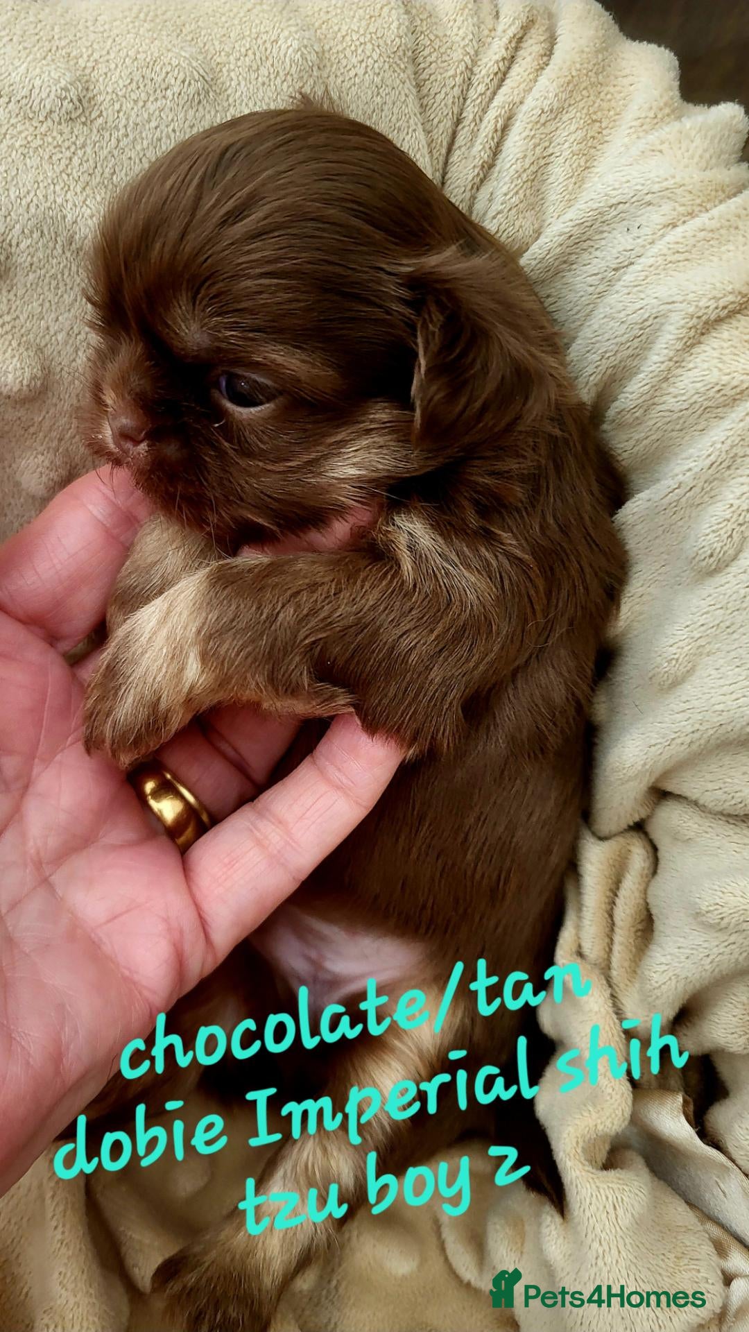 Shih Tzu dogs Quality dobie kc Imperial shih tzu  - Advert 2