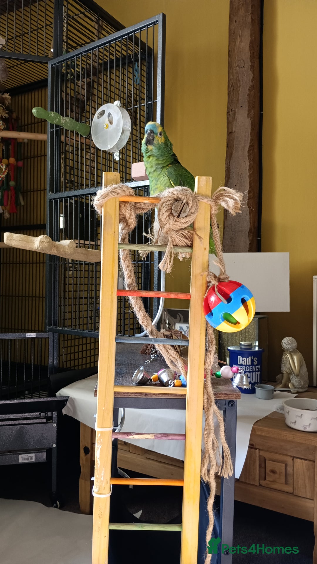 Parrots birds for sale: Jessie - Image 21