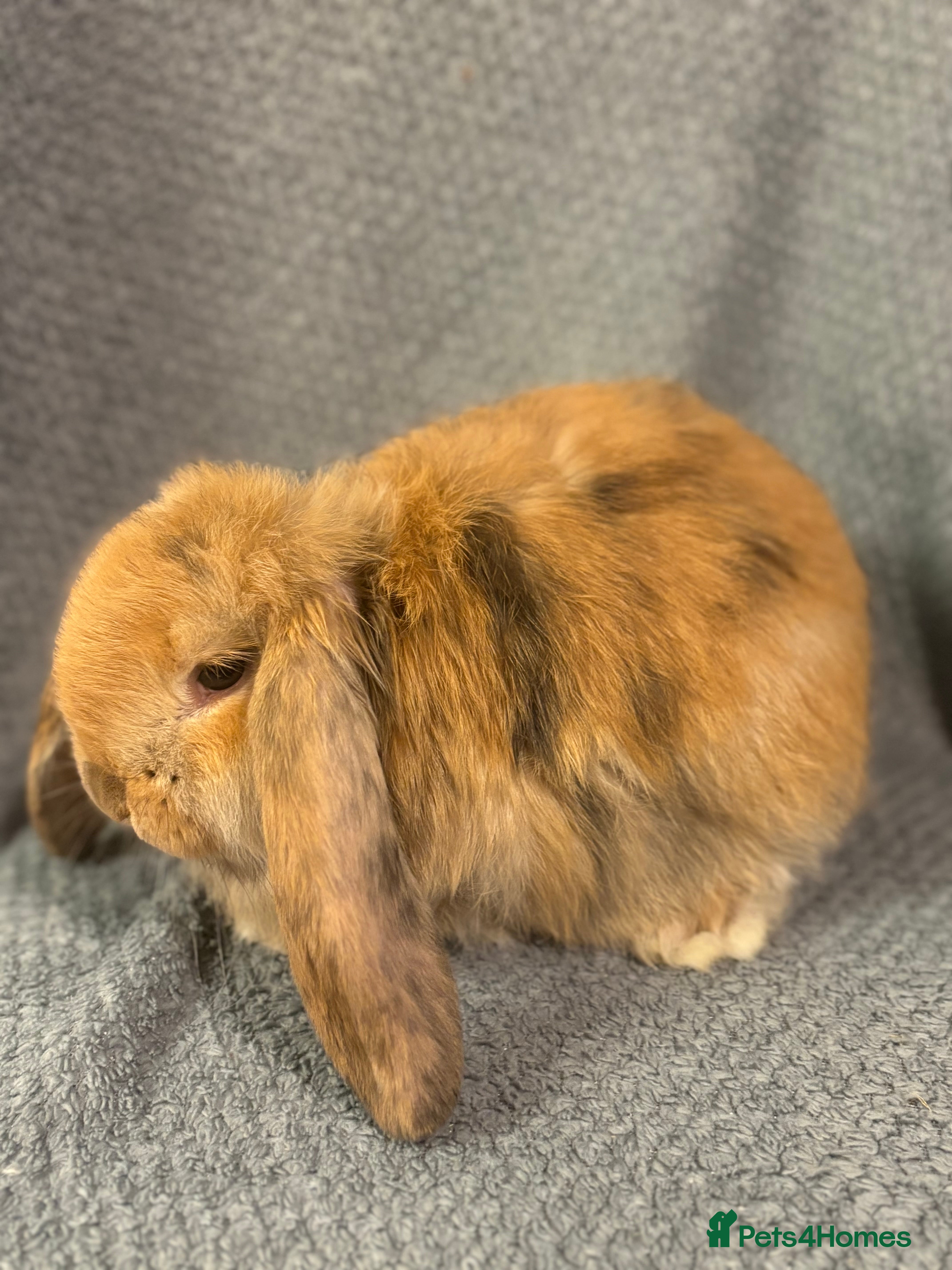 French Lop rabbits Gorgeous French lop babies  - Advert 2