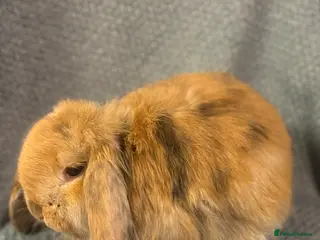 French Lop rabbits Gorgeous French lop babies - Advert 2