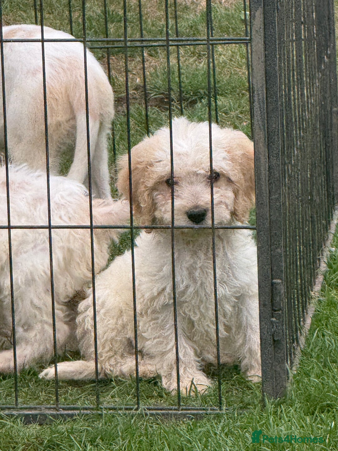 Cockapoo dogs for sale: Beautiful cockapoo pups ready now - Image 8