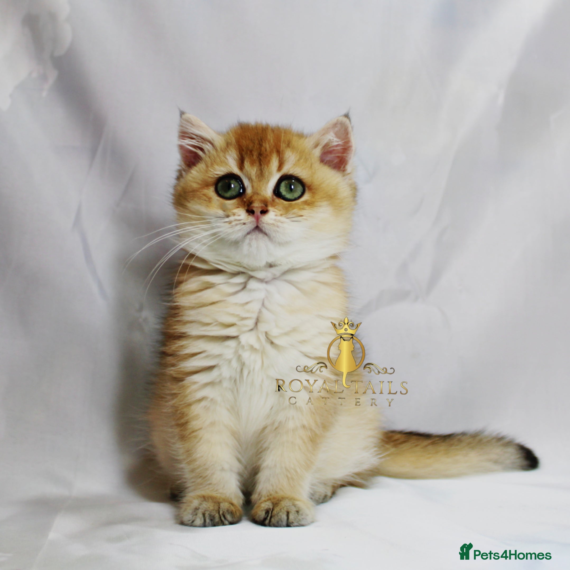 British Shorthair cats Cuddly golden girl and boy ready now  - Advert 5