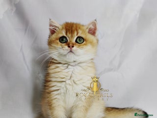 British Shorthair cats Cuddly golden girl ready now - Advert 13