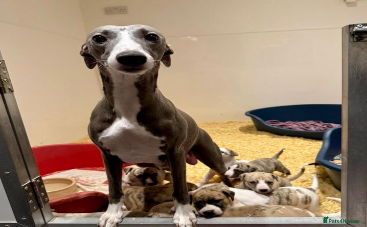 Whippet dogs Kc reg healthy, sweet, gentle, chunky whippet pups - Advert 11